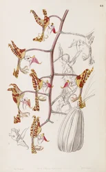 Gongora fulva（syn。Gongora maculata var。Tricolorとして）